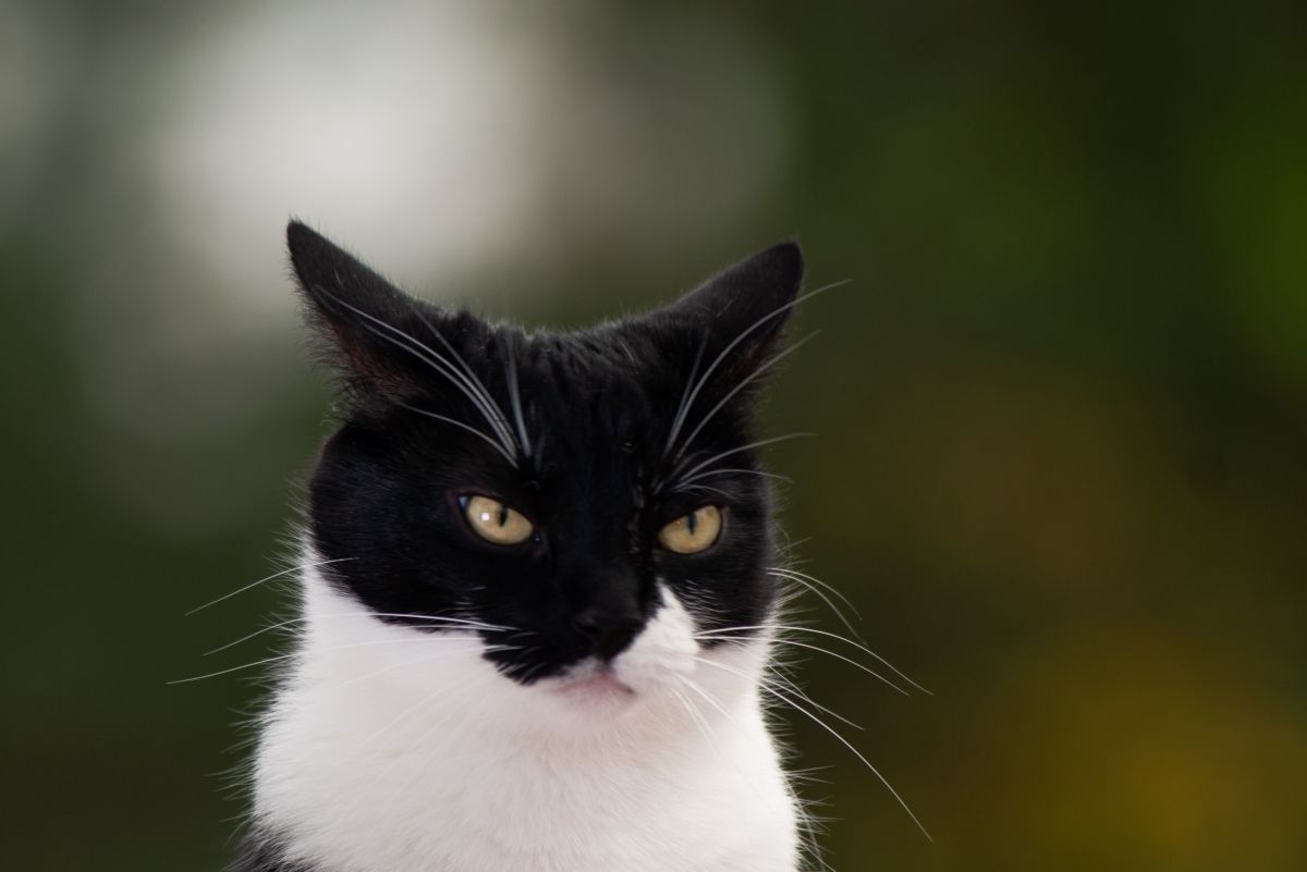 10 Signs Your Cat Hates You