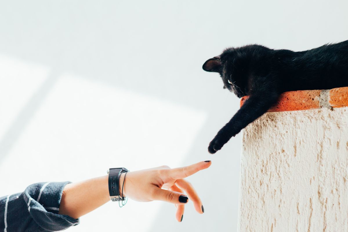 15 Reasons Why Cats Are Better Pets Than Dogs