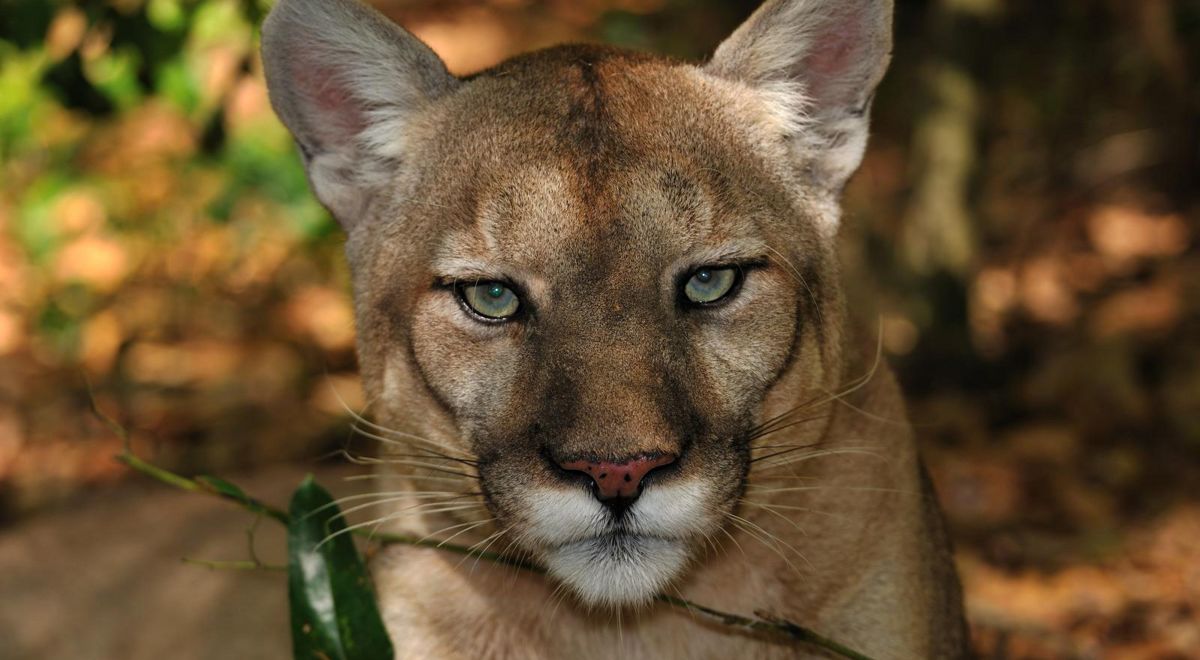 The Continuing Threats to the Endangered Florida Panthers