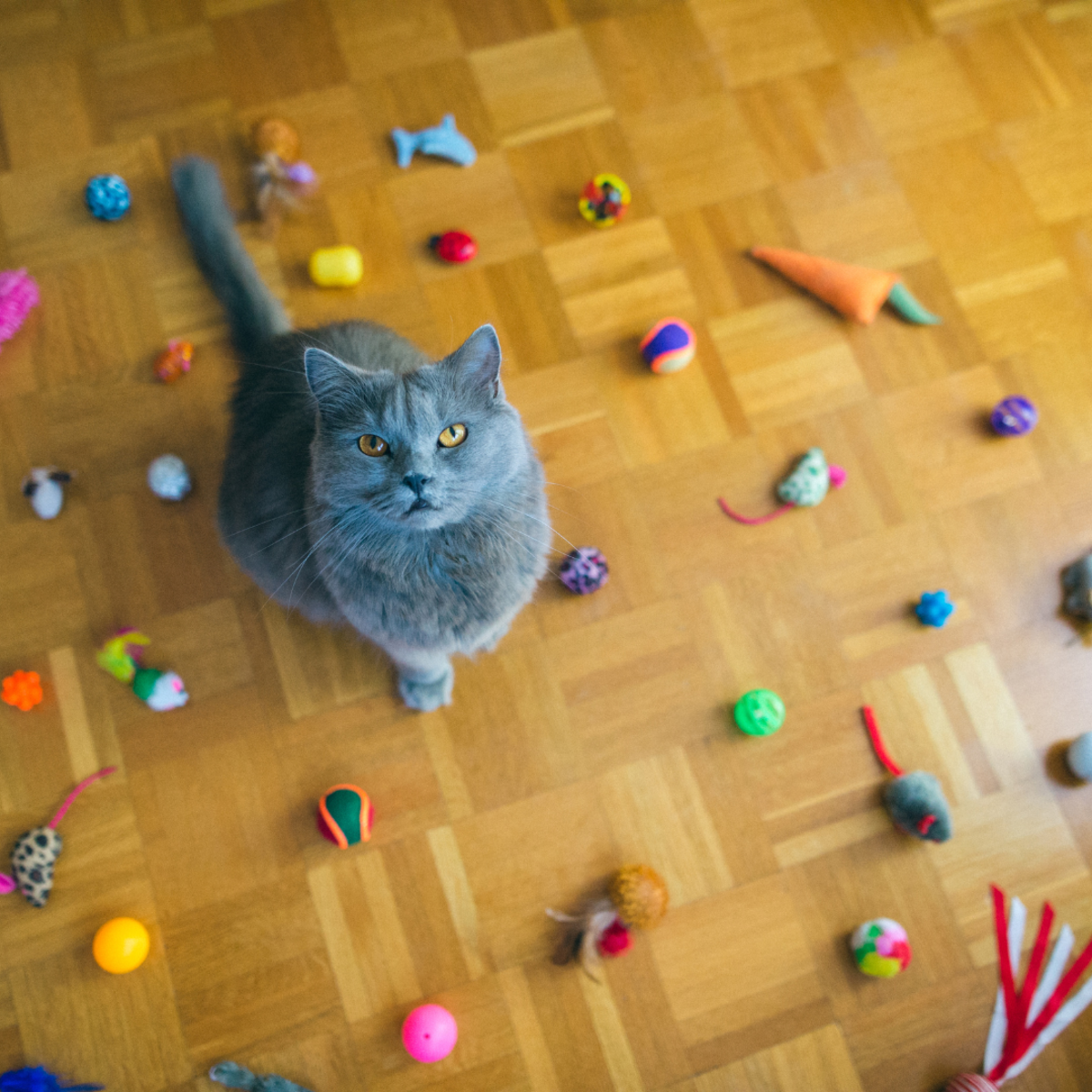 Best Diy Toys for Your Cats