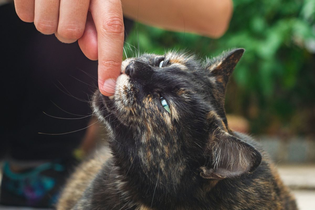 5 Reasons Why Your Cat Will Bite You and How to Stop It