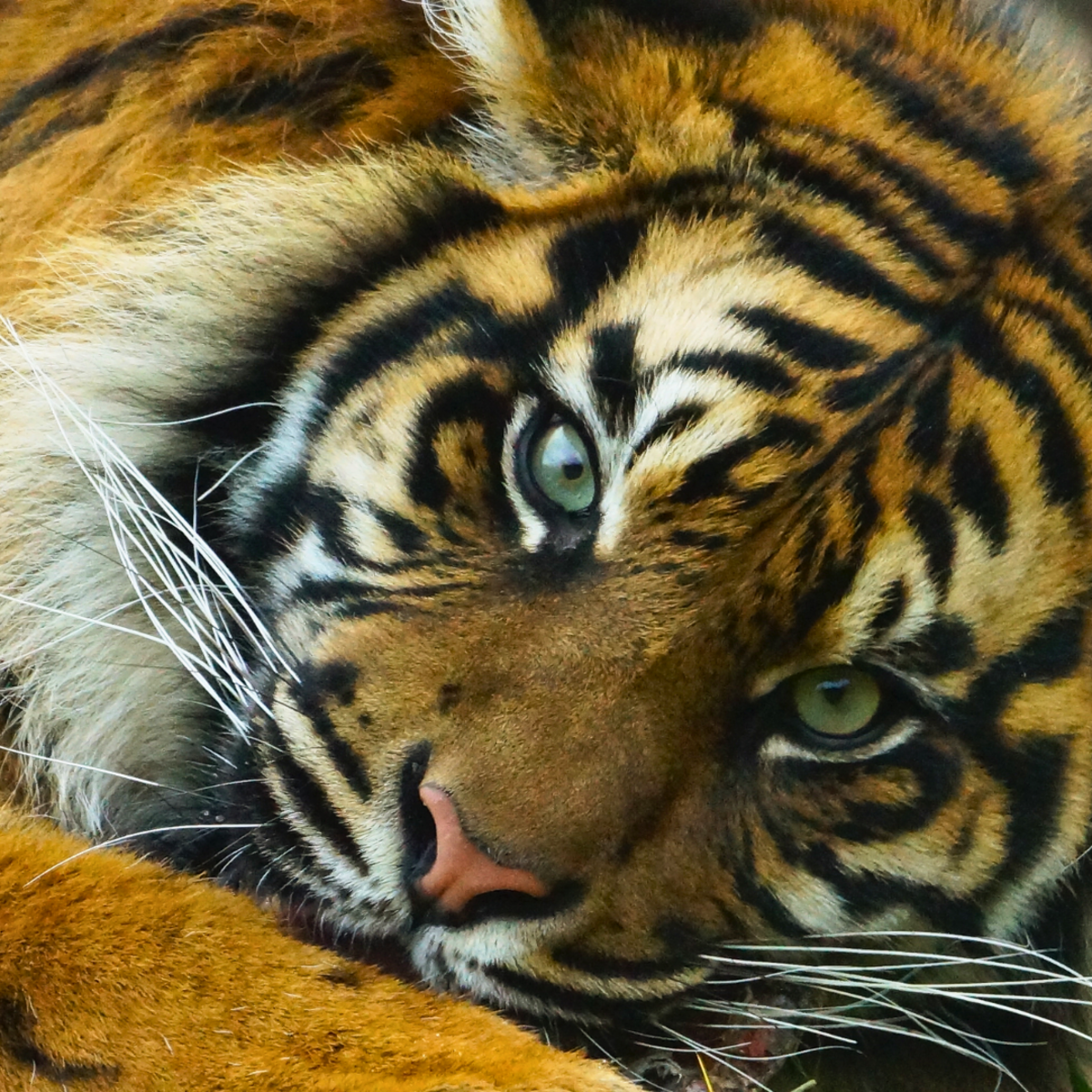 The Amazing and Endangered Sumatran Tiger