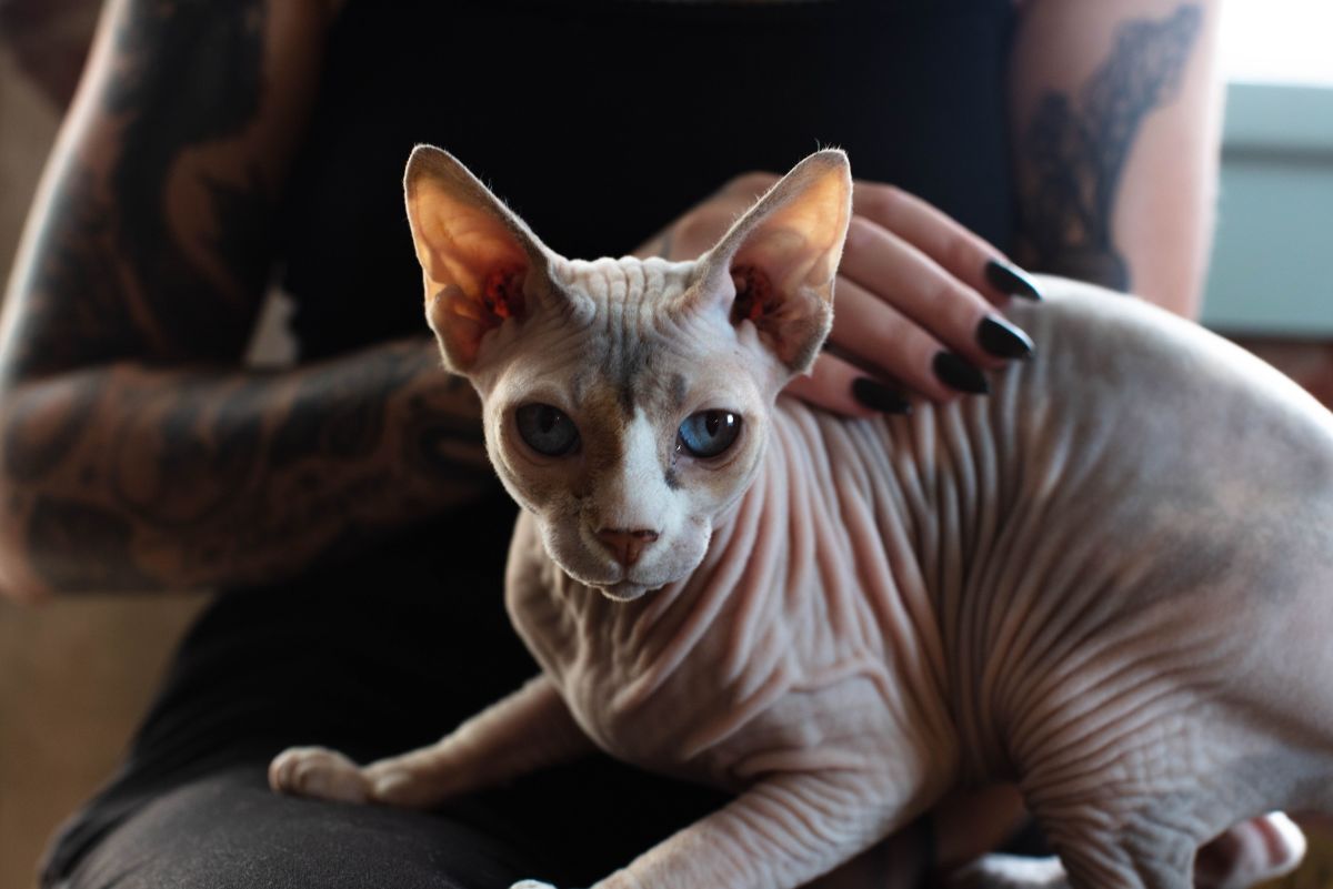 7 Hairless Cat Breeds: Cats Without Fur