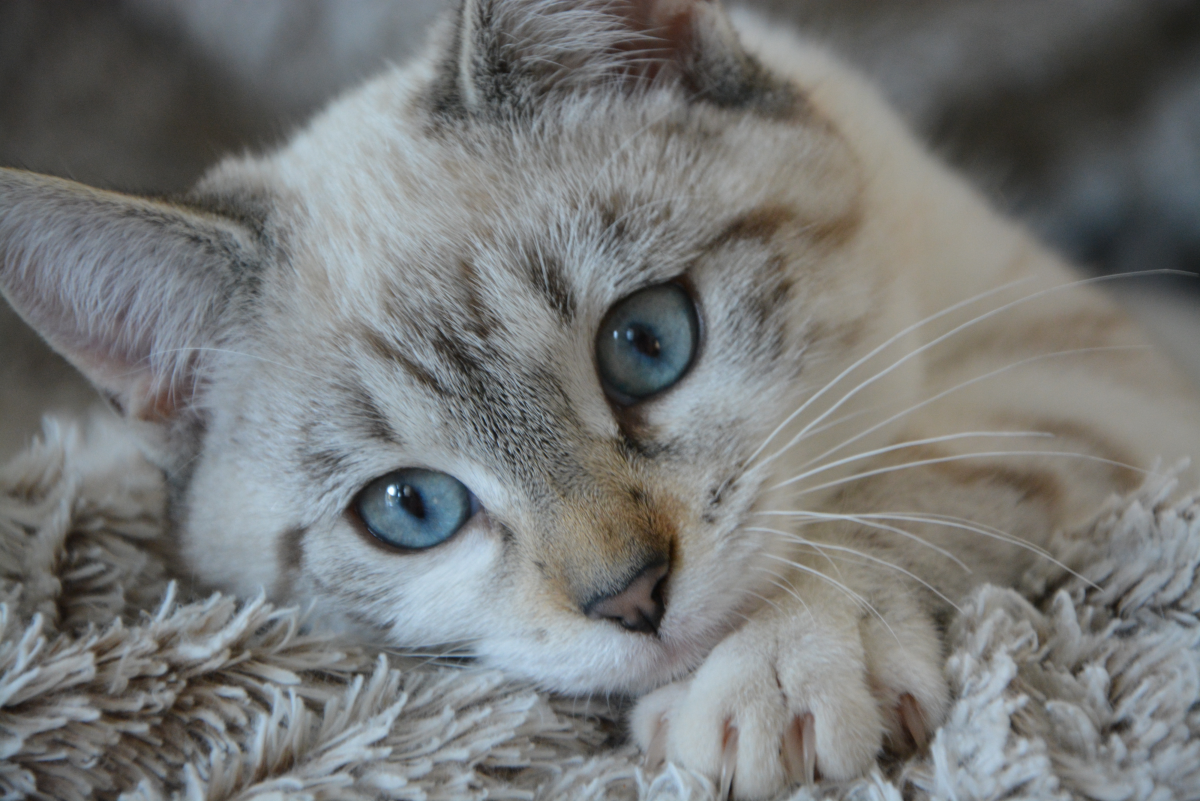 100+ Unique Names for Cats With Blue Eyes