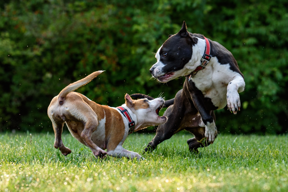 How Can I Tell if My Dog Is Playing or Fighting?