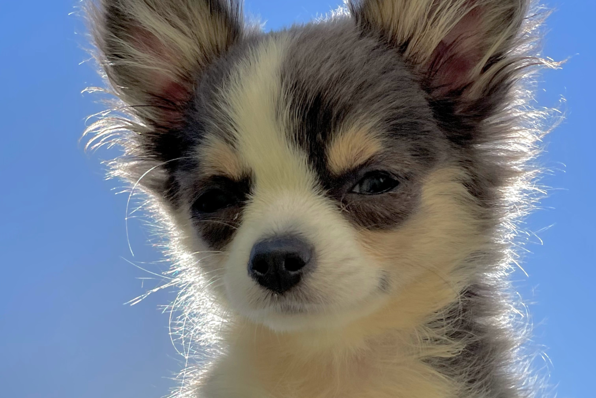Chihuahua Names: Male, Female, Cute, and Mexican