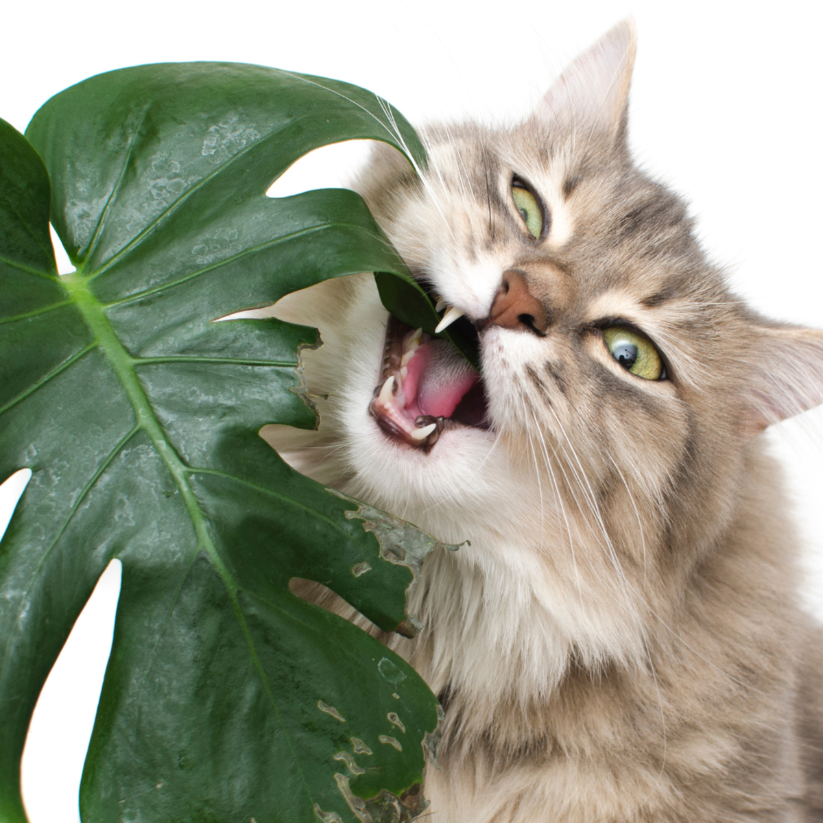 Why Do Cats Eat Things That Aren't Food? HubPages