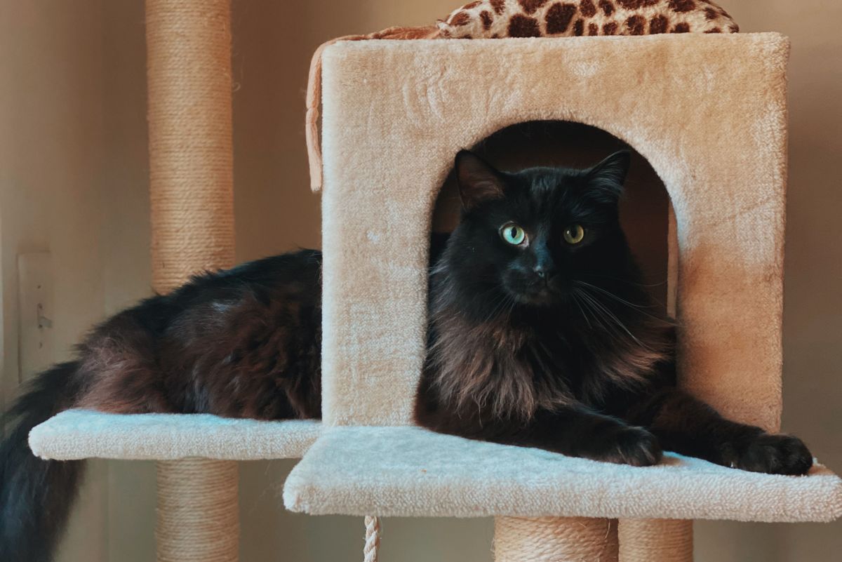 What to Look for When Buying a Cat Tower