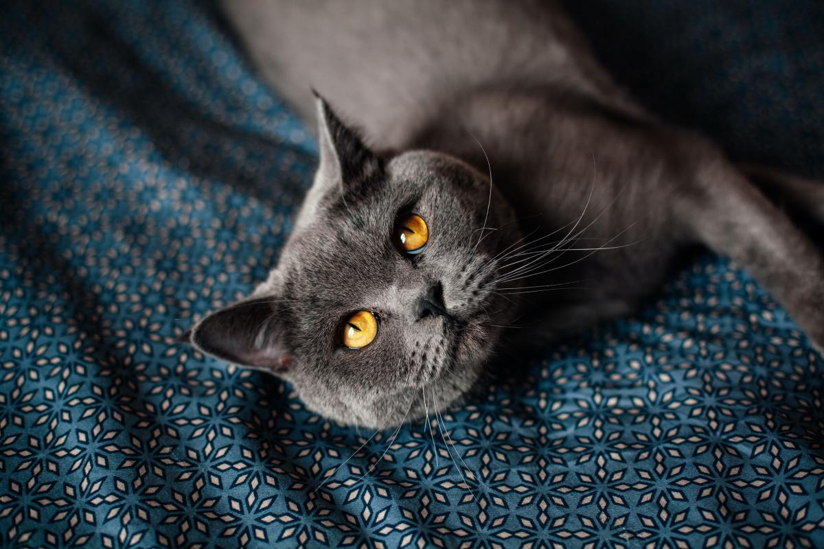 250+ Best Gray Cat Names