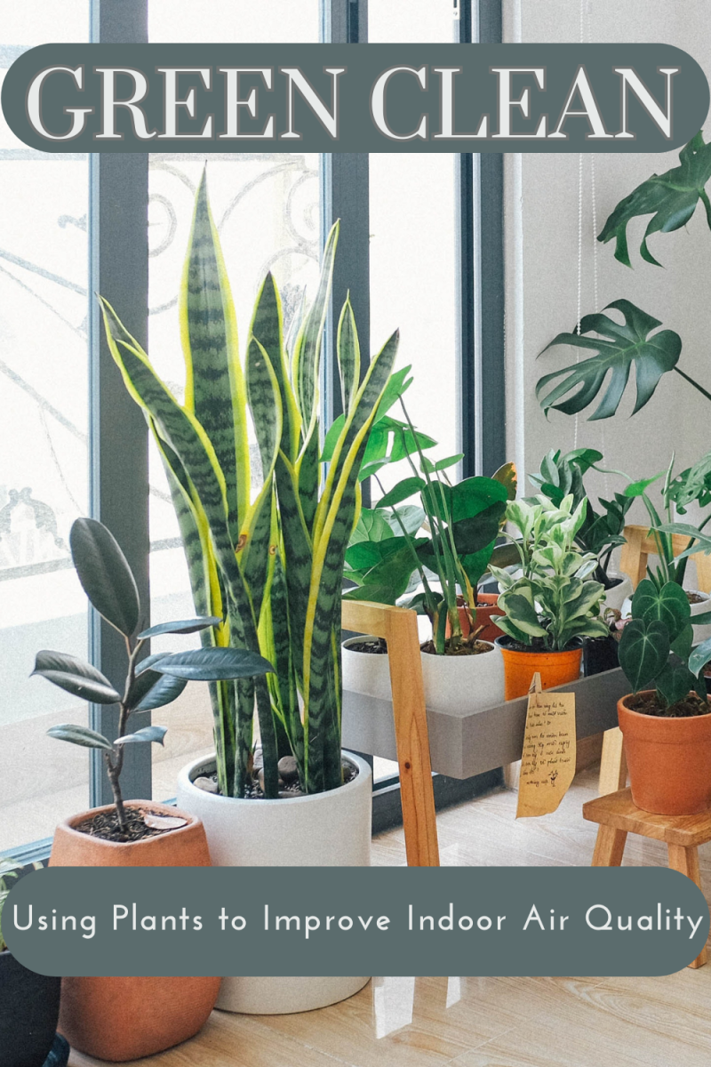 Green Clean: Using Plants to Improve Indoor Air Quality