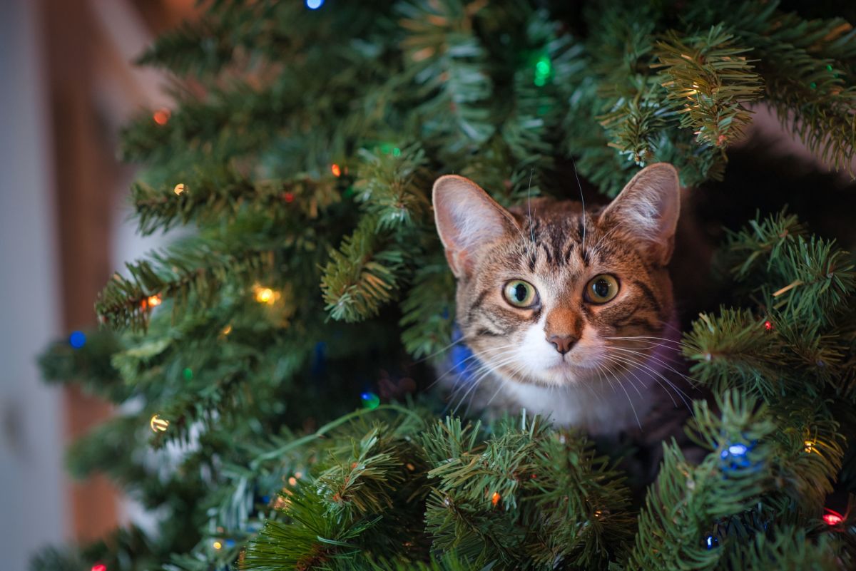 How to Cat-Proof Your Christmas