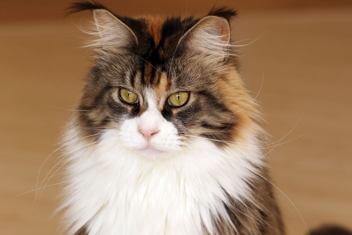 Top 10 Most Affectionate Cat Breeds That Like to Cuddle