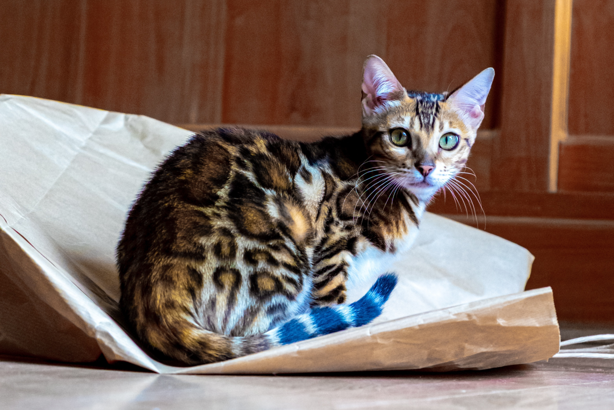 10 Cats That Look Like Tigers, Leopards, and Cheetahs
