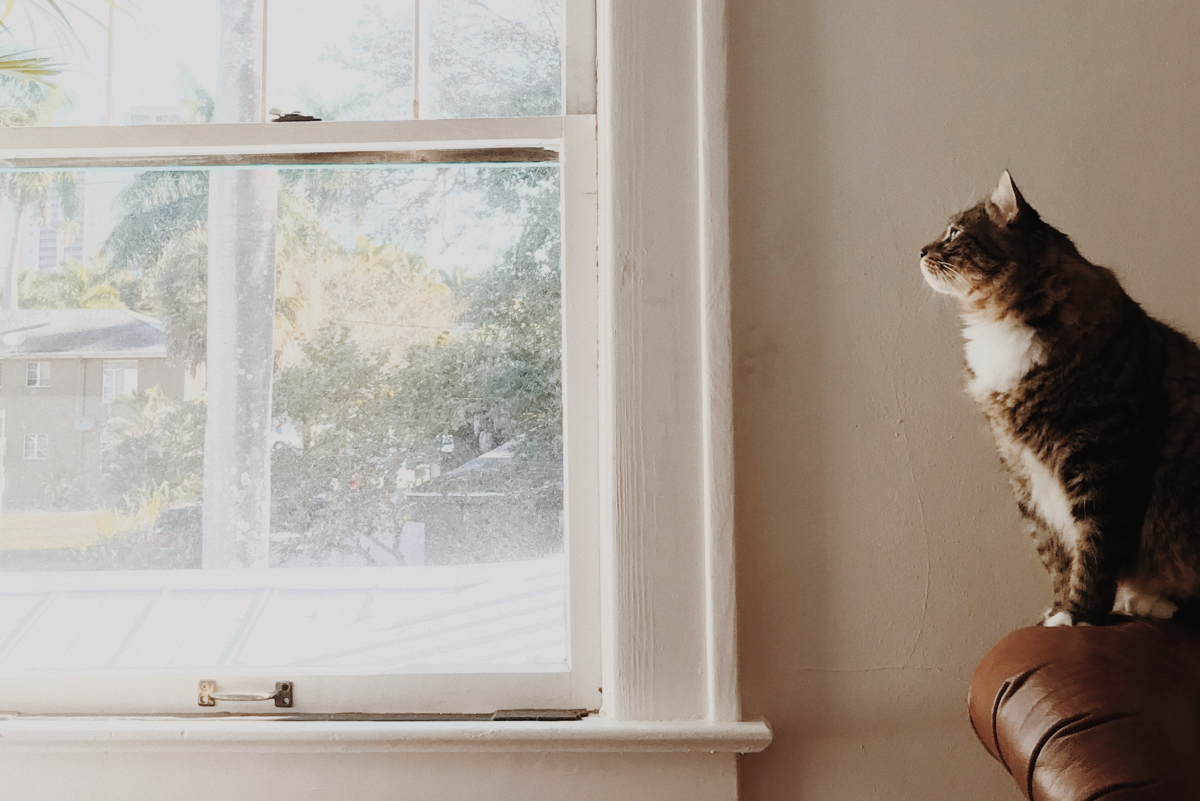 10 Reasons Why Your Cat Should Be an Indoor-Only Cat
