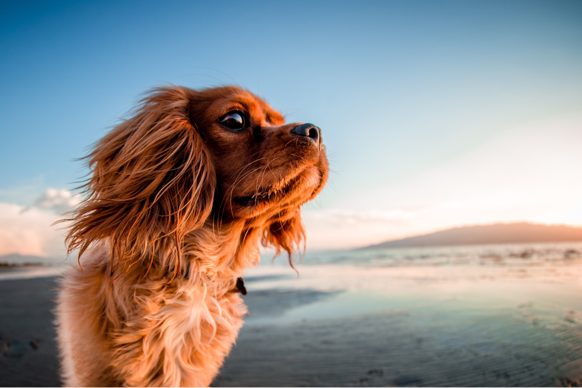 150+ Ocean Names for Dogs - PetHelpful