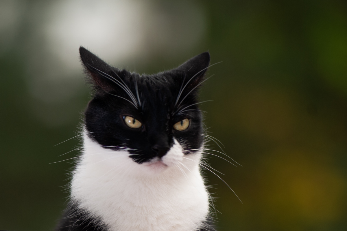 9 Things You Are (Probably) Doing That Upset Your Cat