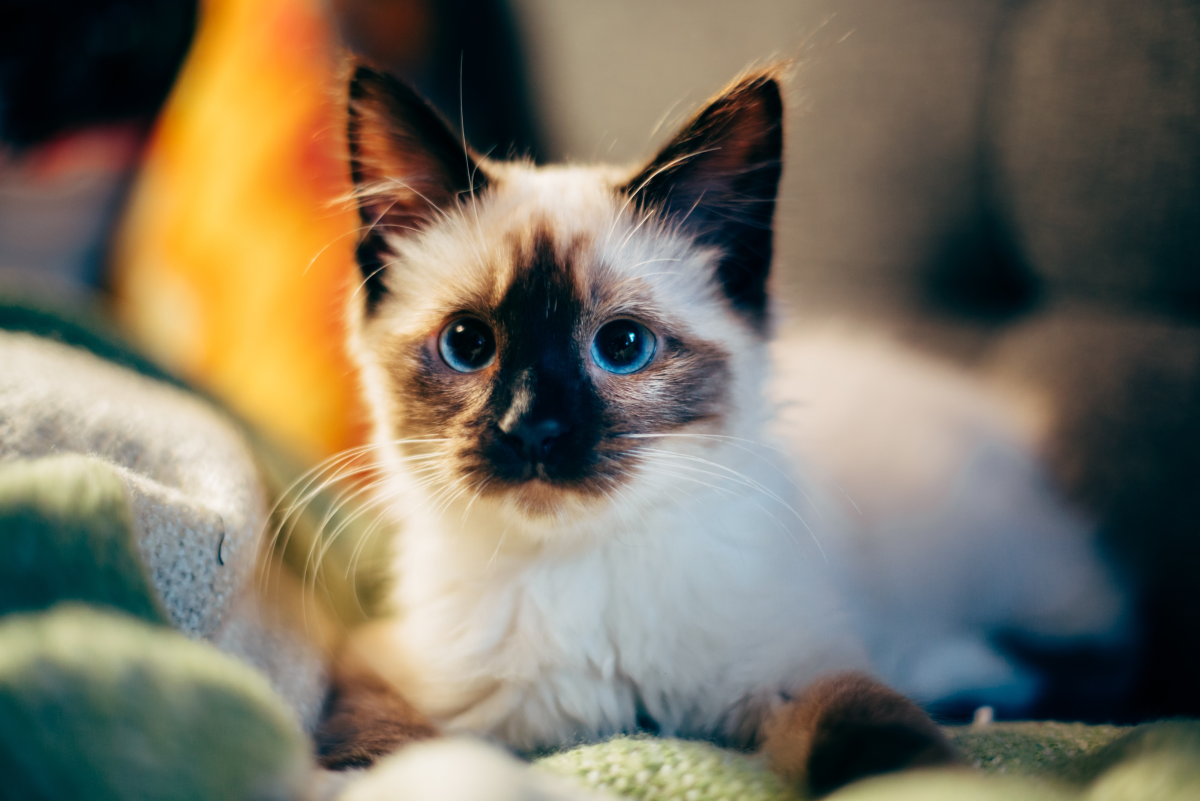 10 Reasons Why Cats Are the Best Pets