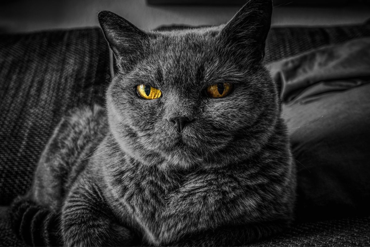 20 Great Names for Your British Shorthair Cat From Literature, Mythology, and Folklore