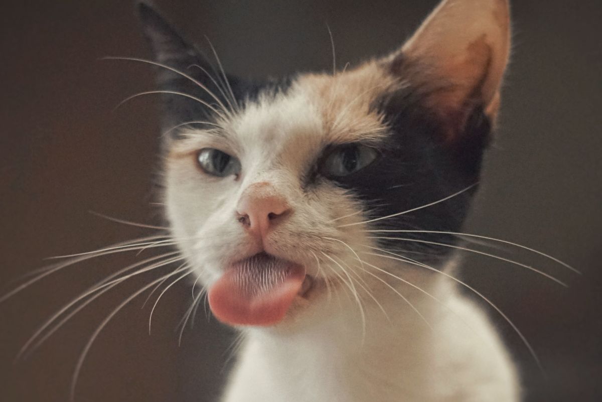 Cat Got Your Tongue? Cats in Our Language and Culture