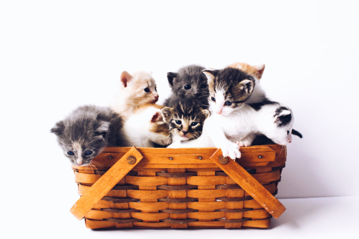 Am I Becoming a Cat Hoarder? Questions to Ask Yourself (or a Friend)