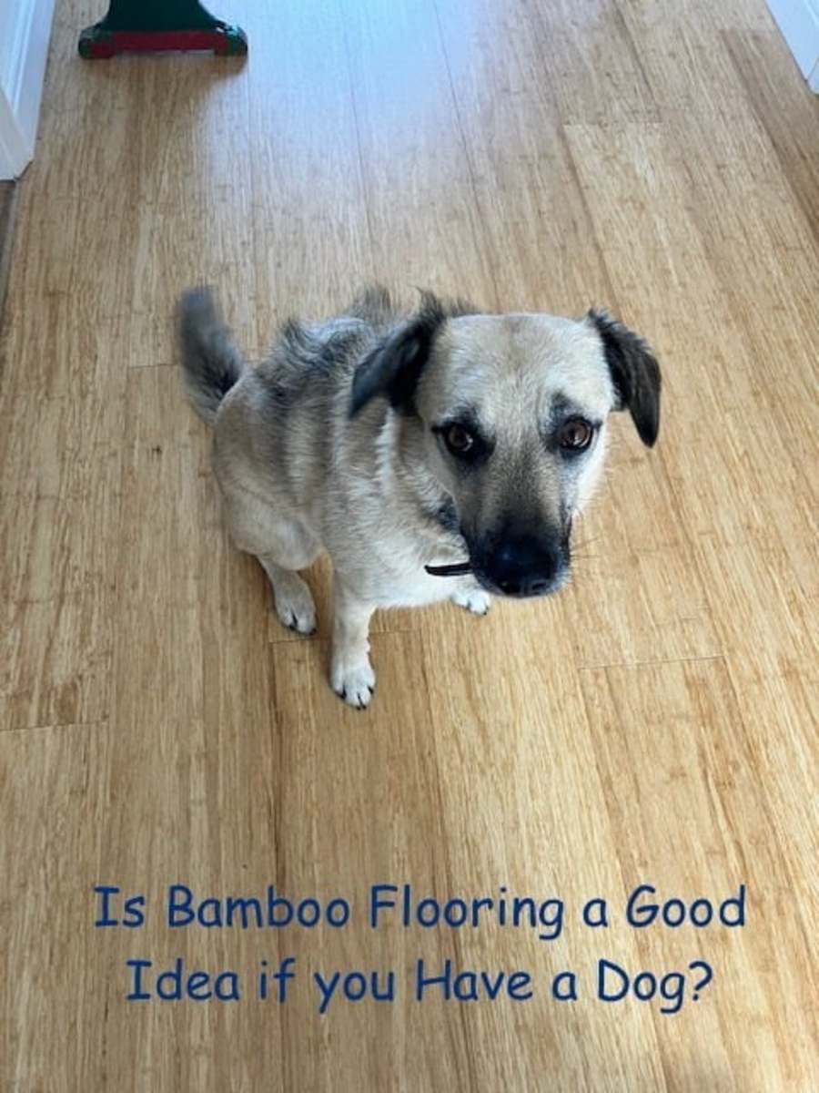Bamboo Flooring and Dogs