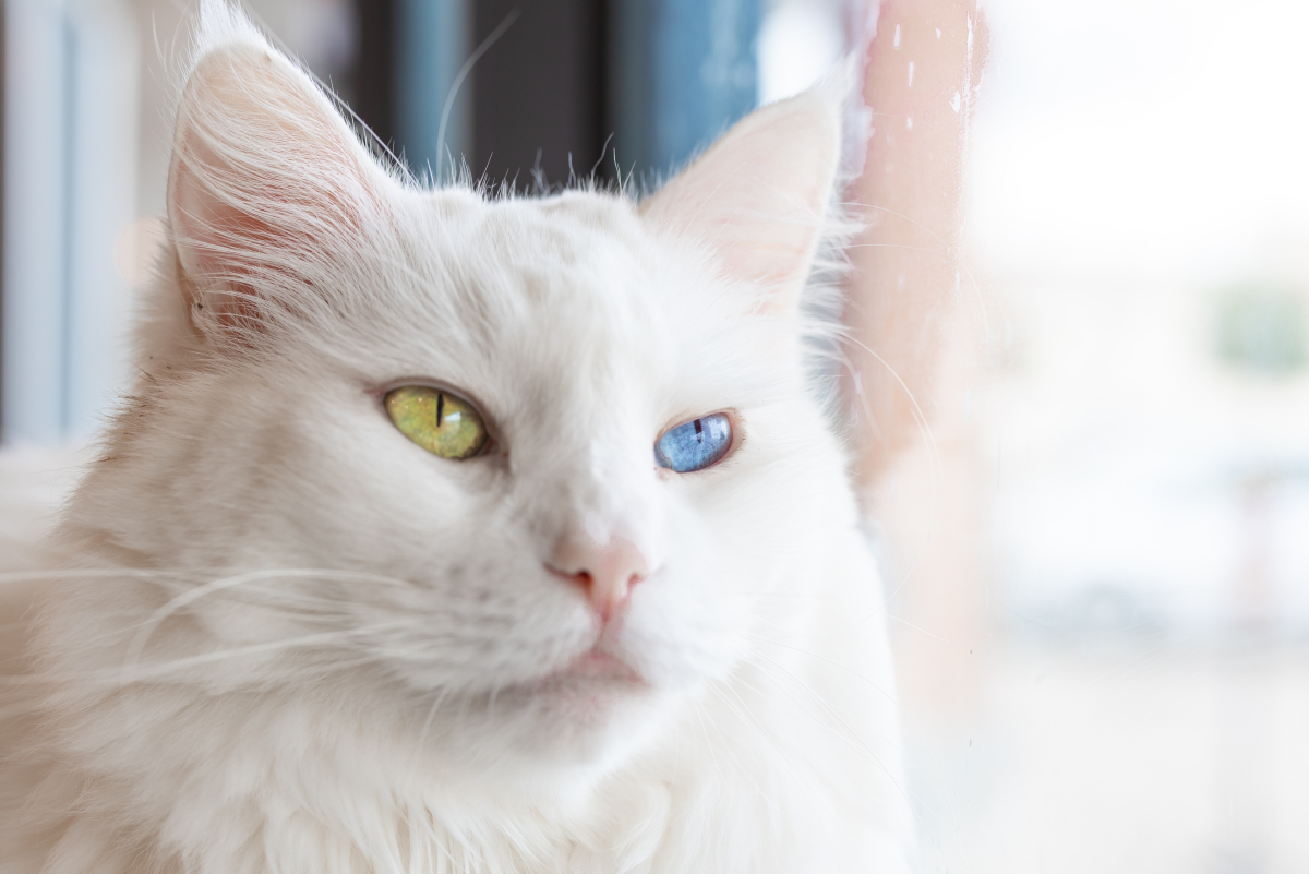 150+ Names for Cats With Different Colored Eyes (Heterochromia)