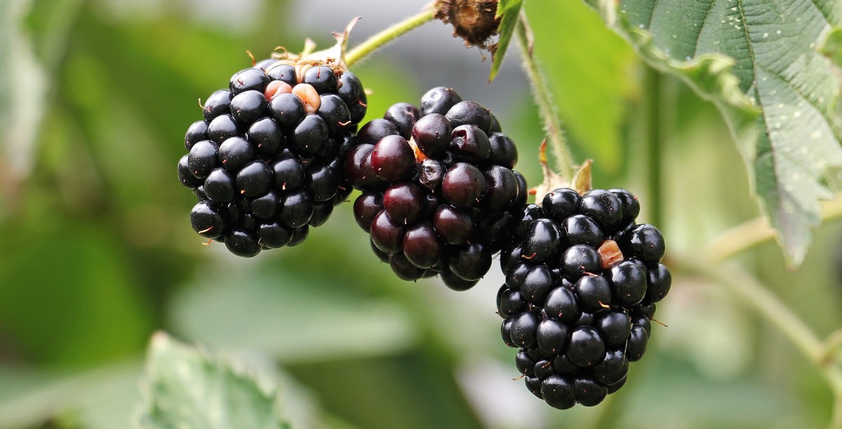 24 Fruits Name In Spanish Owlcation 24-fruits-name-in-spanish-owlcation