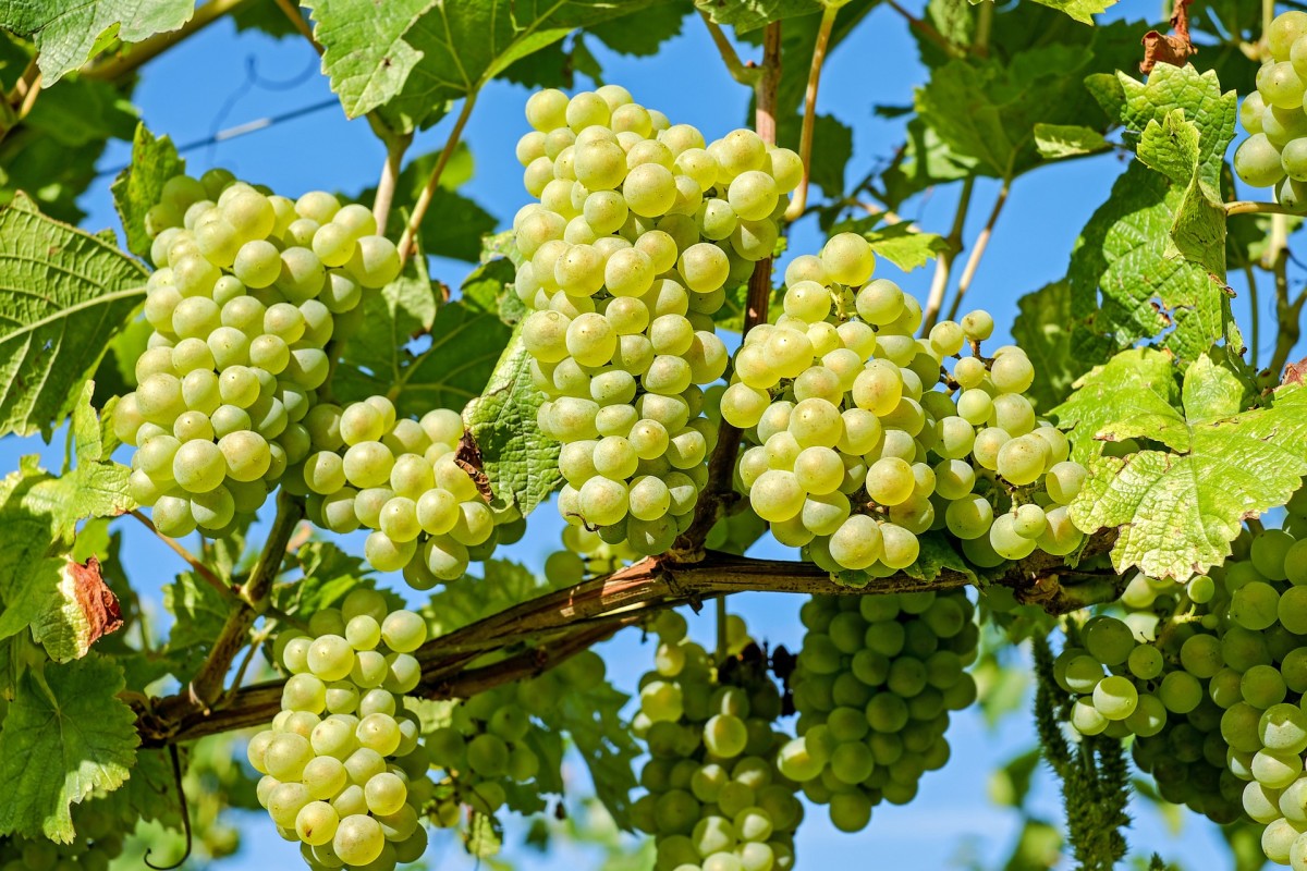 24 Fruits Name In Spanish Owlcation 24-fruits-name-in-spanish-owlcation