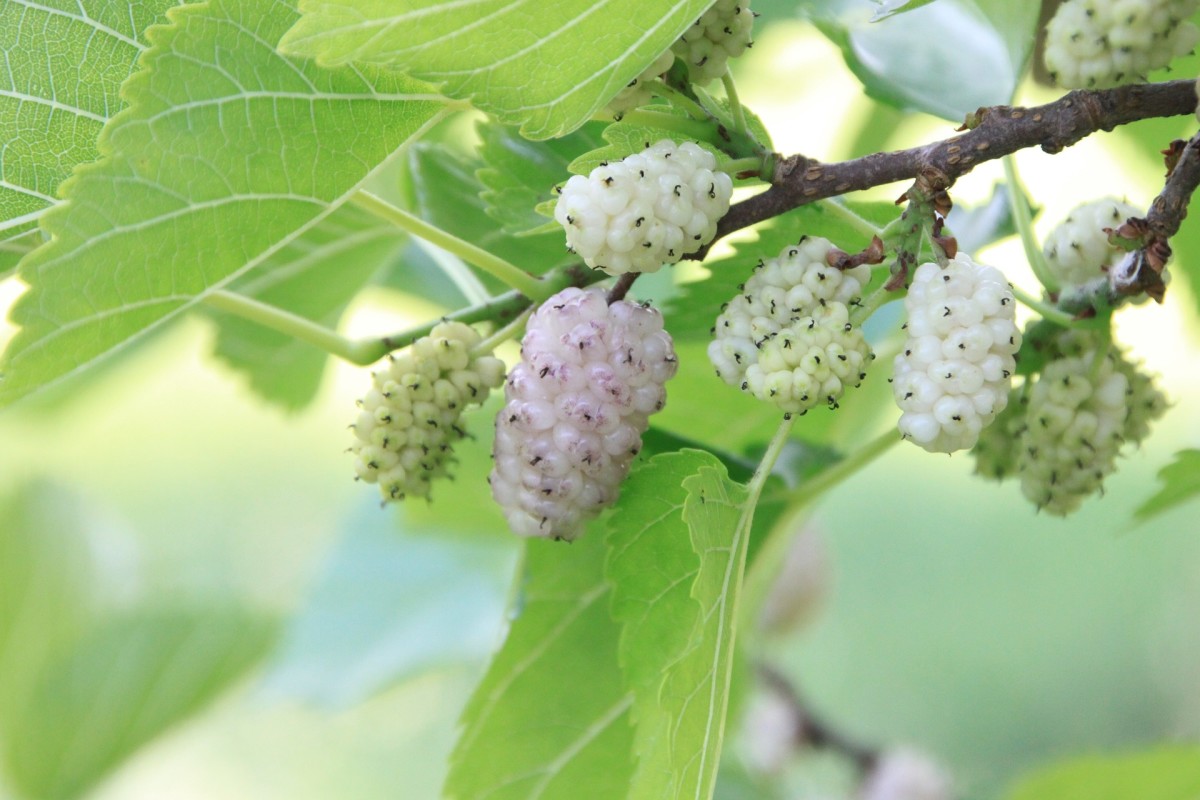 24 Fruits Name In Spanish Owlcation 24-fruits-name-in-spanish-owlcation