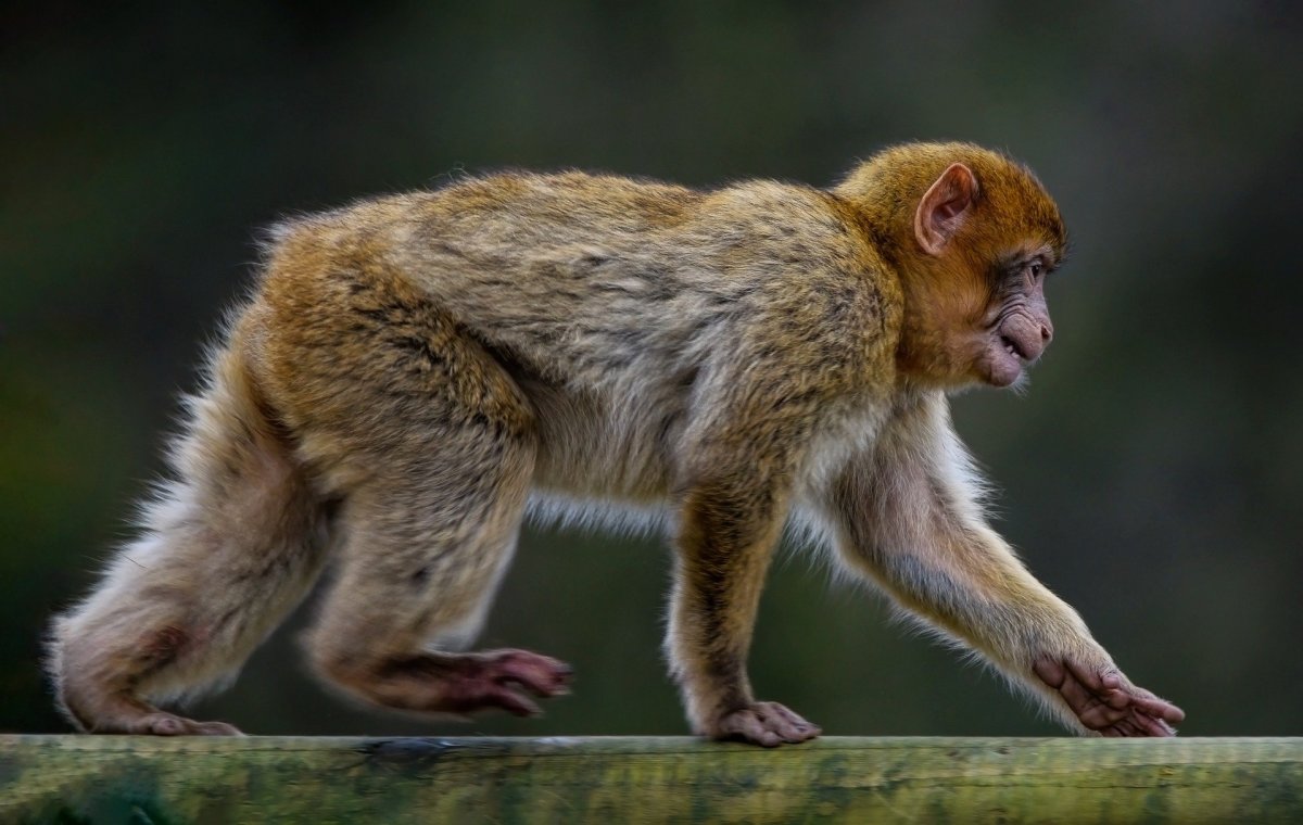 20 Animal Names in French HubPages