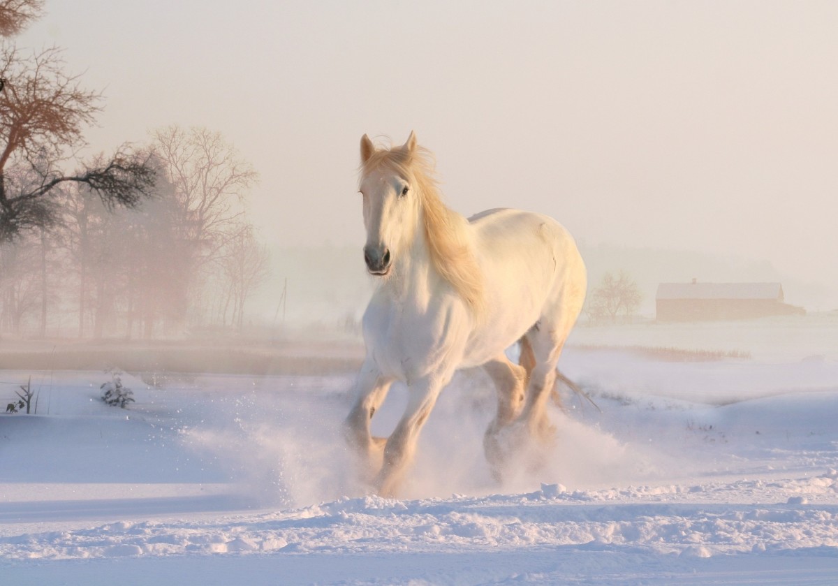 20 Animal Names in French - HubPages