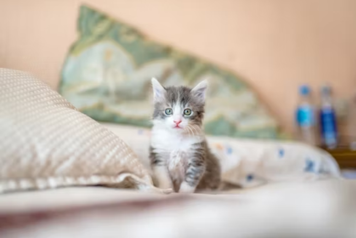 How to Successfully Prepare Your Foster Kittens for Adoption