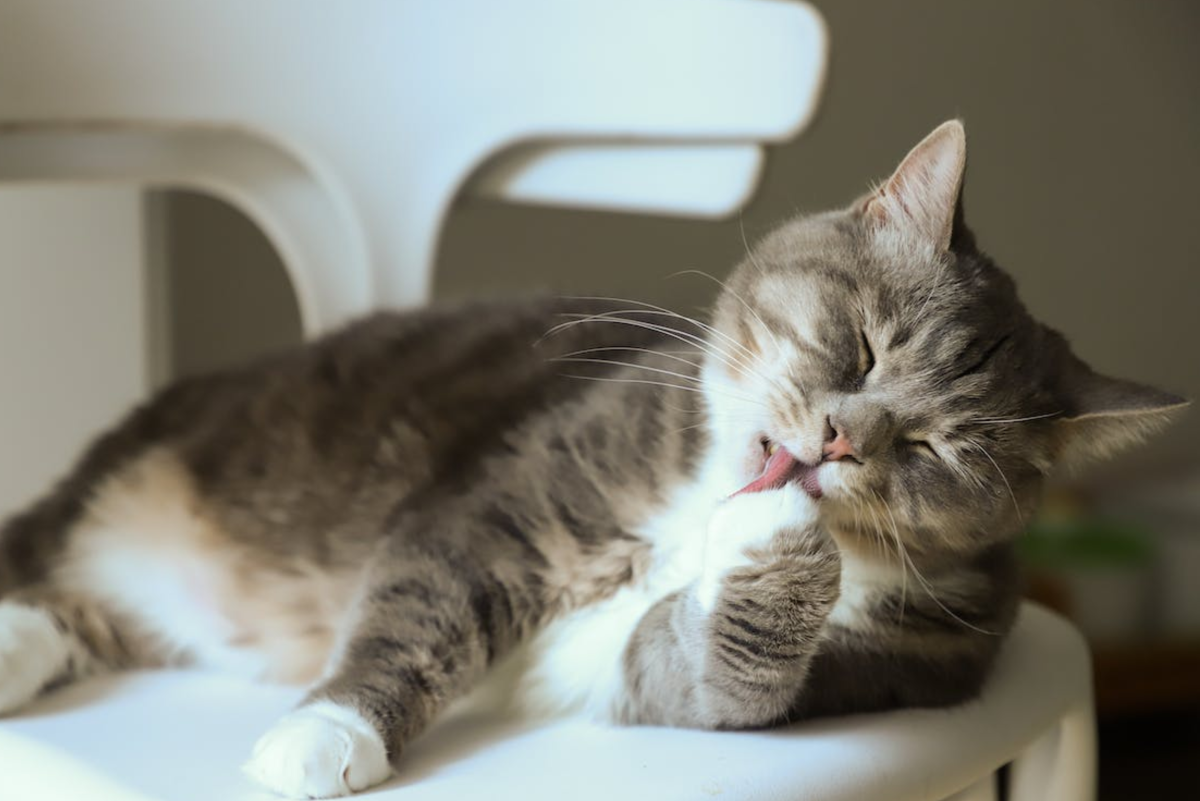 The Top 5 Reasons Cats Pee in the House