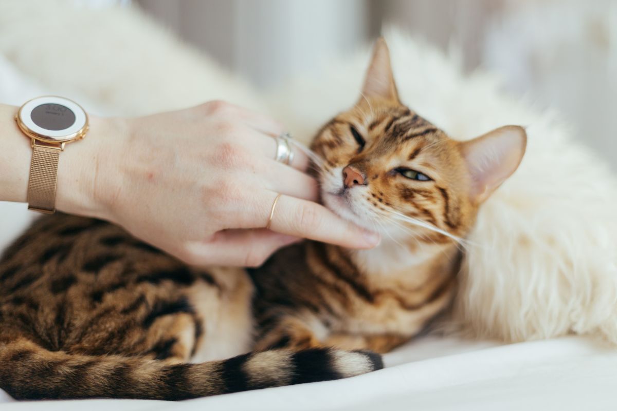 Reducing the Risk of Cancer in Cats: 7 Ways to Prevent Cancer in Your Feline Friend