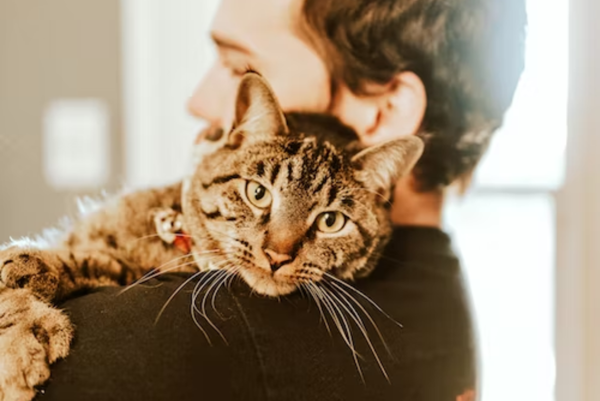 5 Signs That Your Cat Loves You