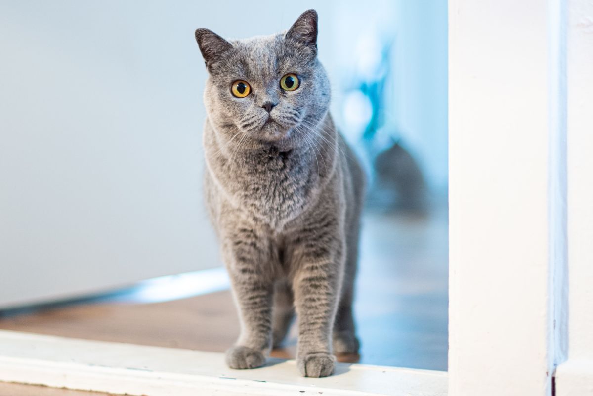 5 Ways to Stop Cats From Pooping Outside of the Litter Box