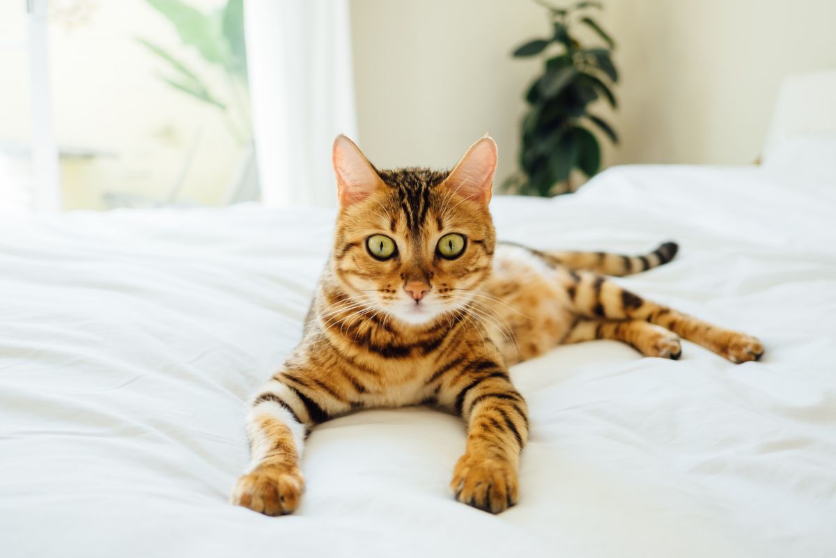 Toygers: The World's Cutest Cat Breed