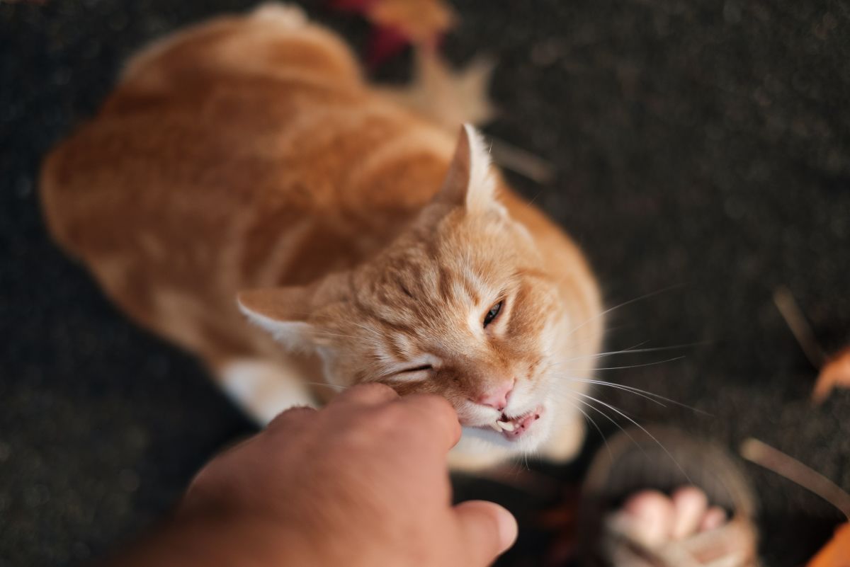 Reasons Cats Bite and How to Prevent Your Cat From Biting