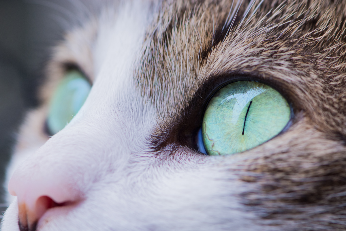 Facts about your cat's beautiful eyes
