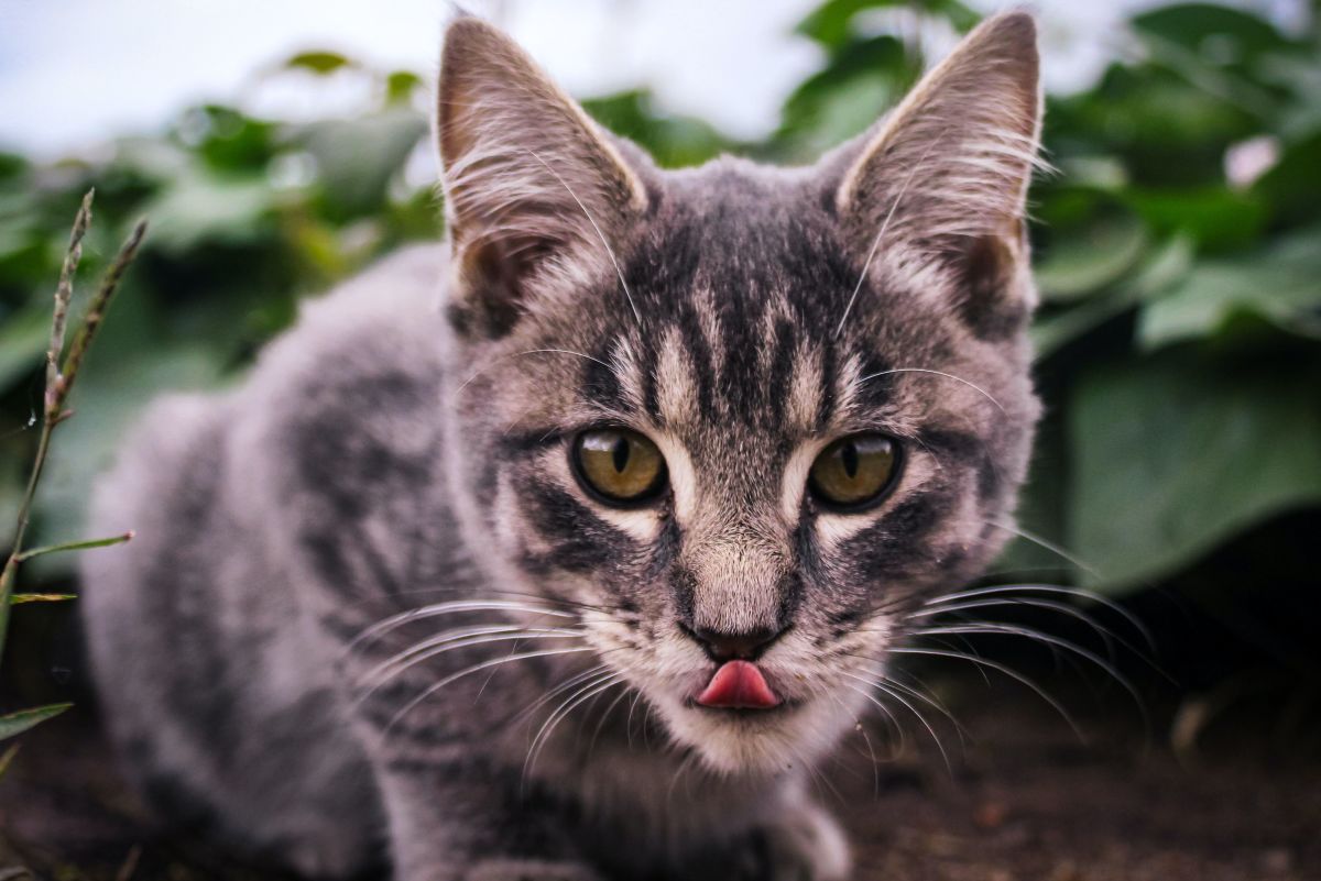 Toxic Foods: What Your Cat Should Never Eat