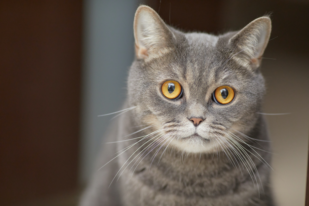 Cat Language: What Is Your Cat Saying?