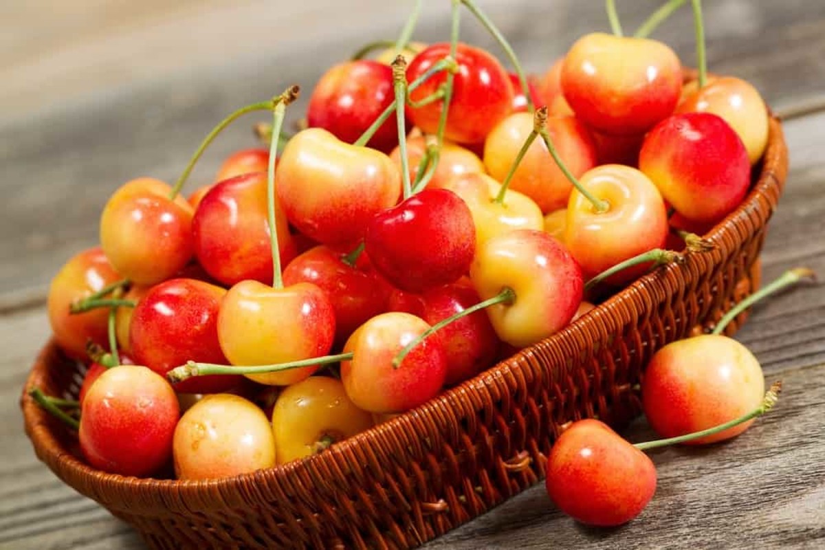 Growing Tips For A Successful Cherry Harvest Dengarden