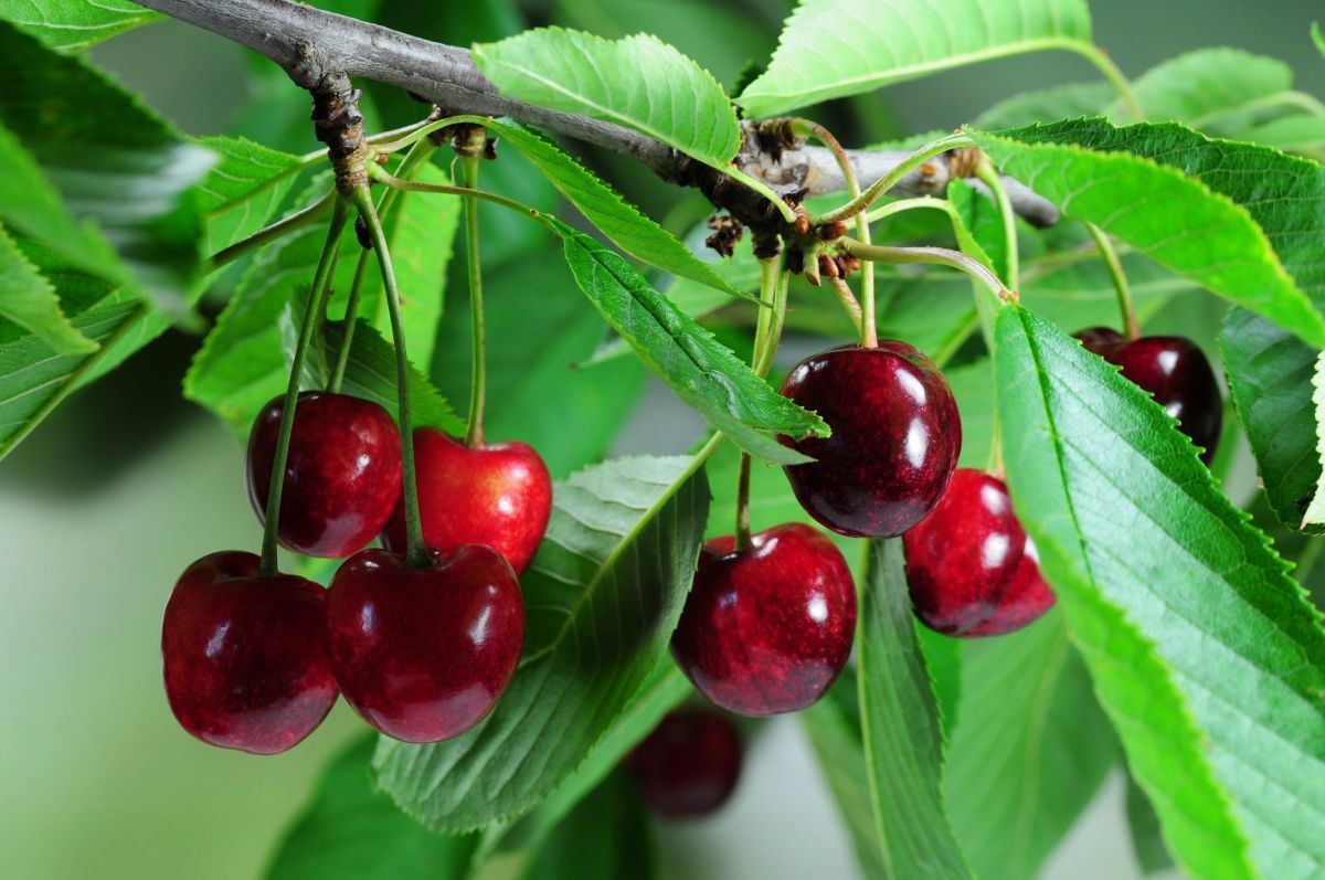 Growing Tips for a Successful Cherry Harvest