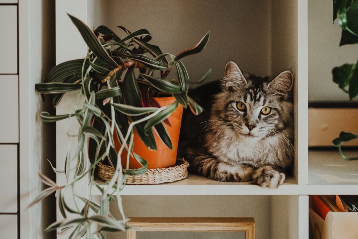 Cat Safety: Which Houseplants Are Toxic?