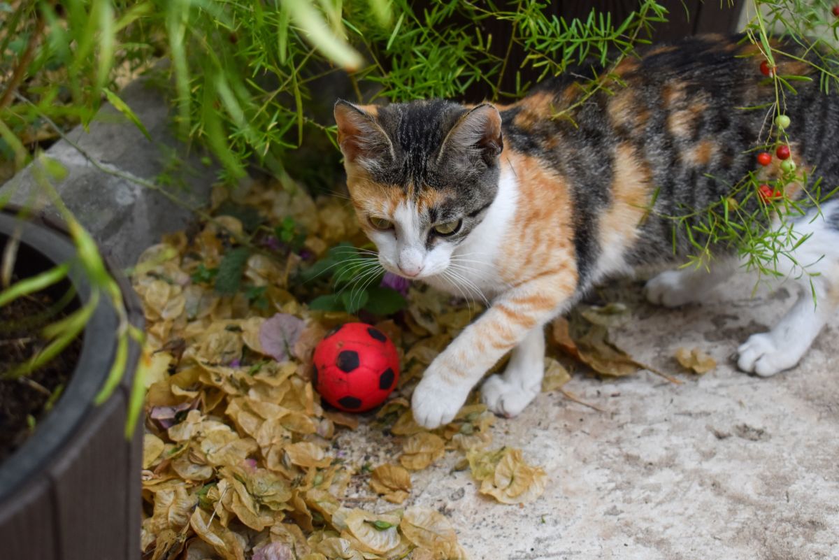 How to Teach Your Cat to Play Fetch in 6 Easy Steps