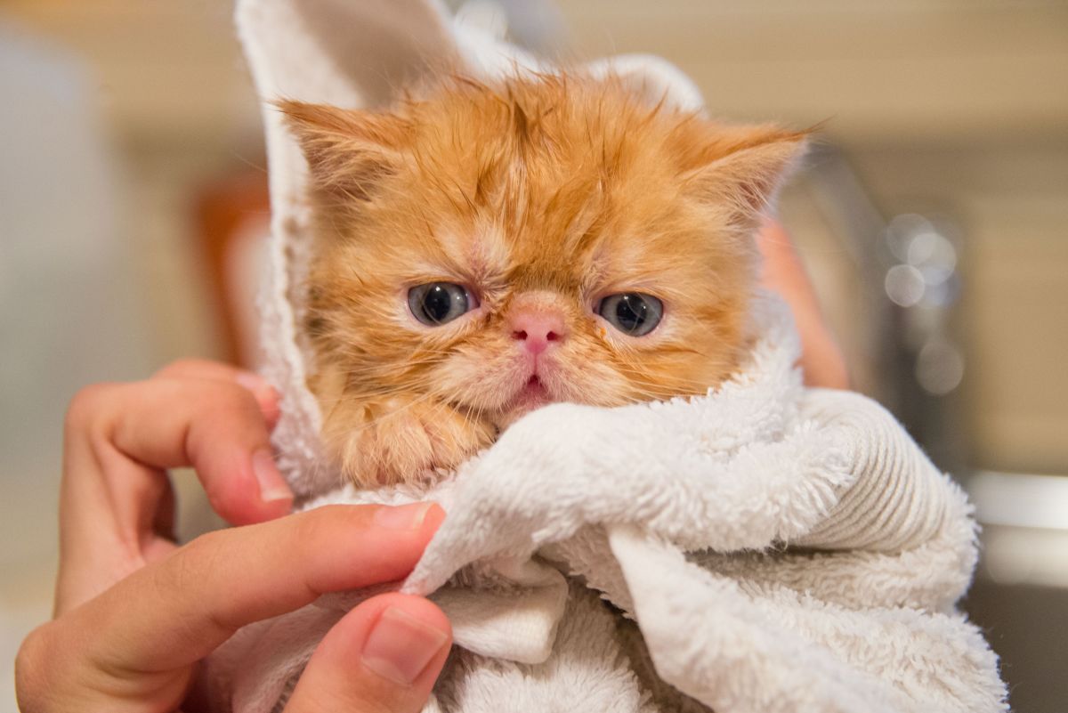 What to Bathe a Cat With and Best Methods