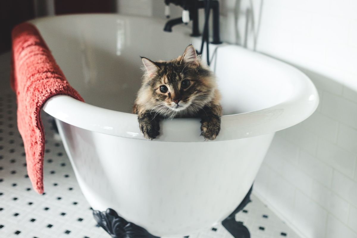 10 Tips to Succesfully Bathe Your Cat (Without Dying in the Process)