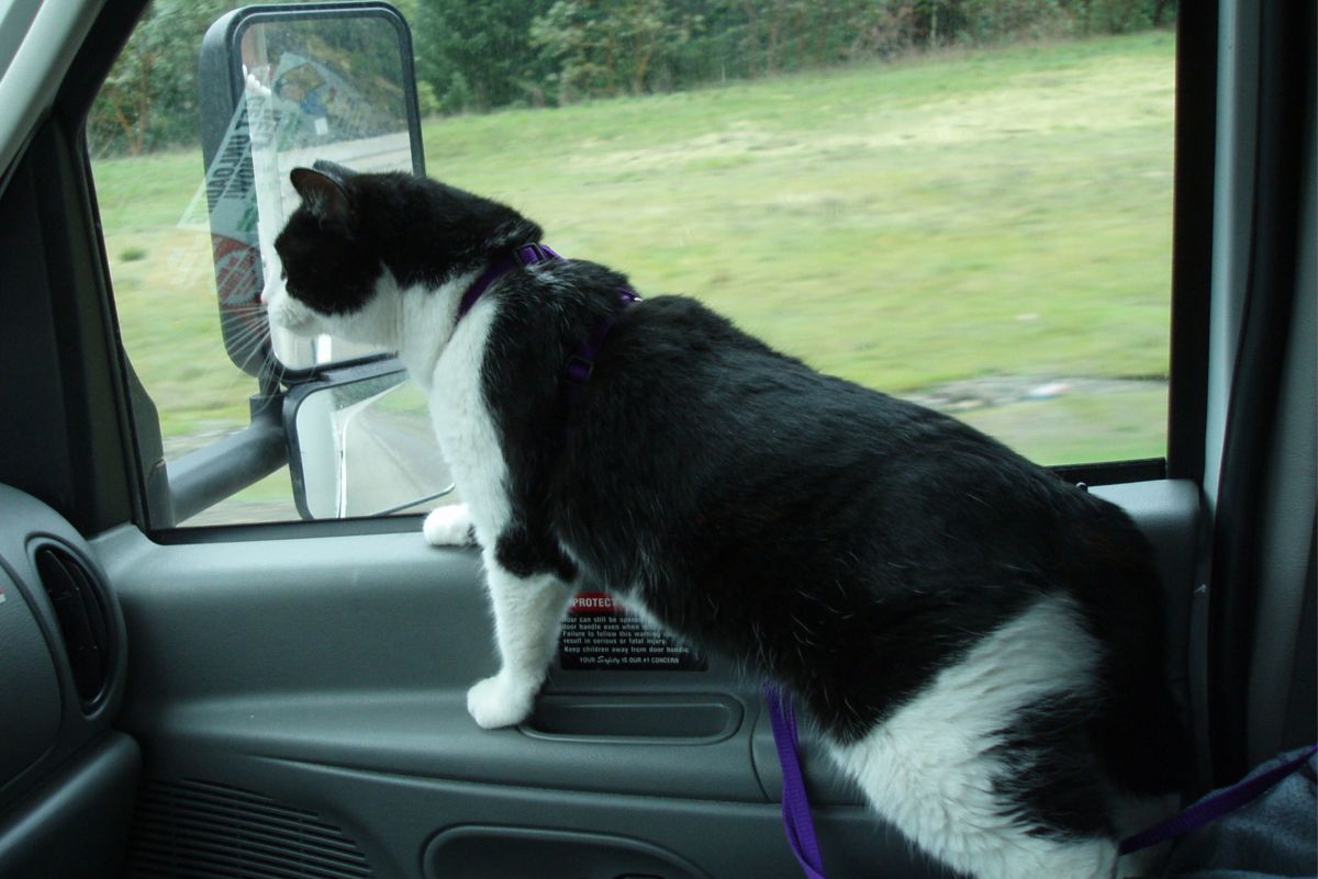 RV and Car Travel With Cats: Taking Your Pets on a Road Trip