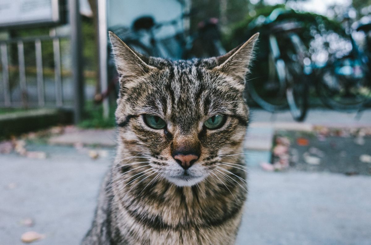 The Best Ways to Stop a Cat From Being a Bully