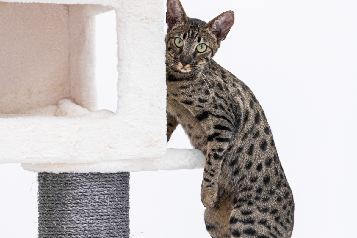 Savannah Cats: A Hybrid Domestic Cat